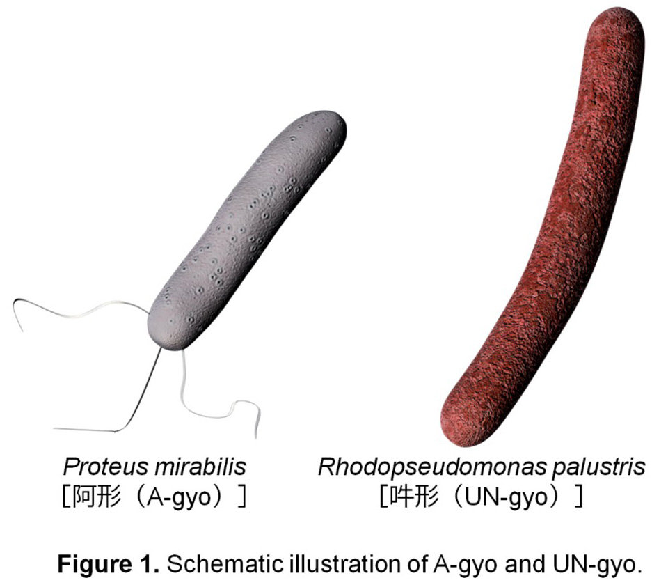 Figure1_MiyakoE_20250728.jpg