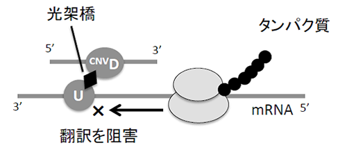 pr20190527-2.png