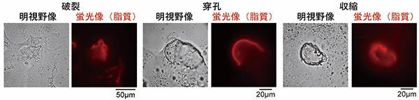 pr20201209-3.jpg